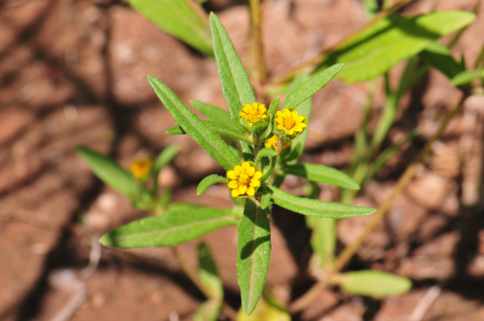 Melampodium strigosum, Shaggy Blackfoot